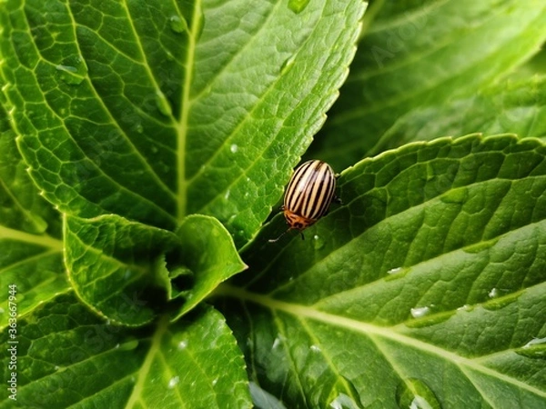 Obraz green bug on a leaf