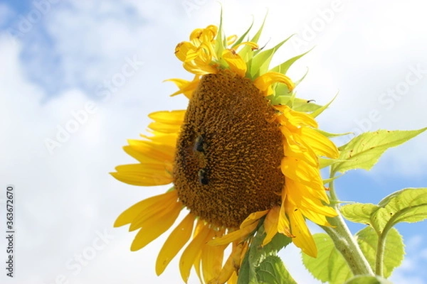 Fototapeta Bees & Sunflowers