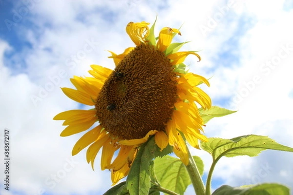 Fototapeta bees & sunflower