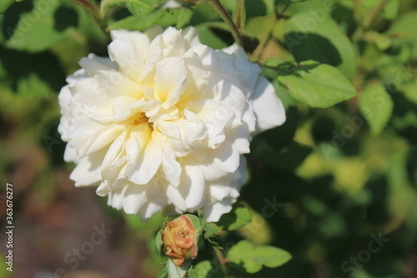 Fototapeta white flowers