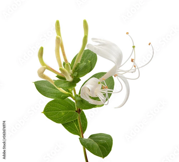 Obraz Branch of blossoming honeysuckle