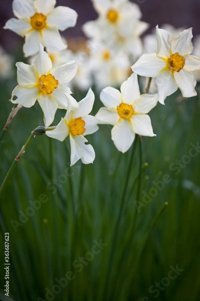 Fototapeta Daffodils in bloom