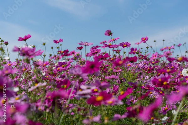 Fototapeta コスモス　コスモス畑　花畑　青空