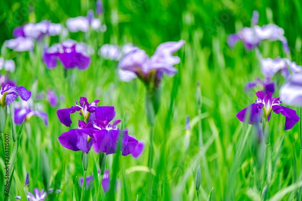 Fototapeta 【初夏の花】群生する花菖蒲