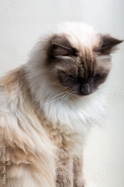 Obraz What have I done now