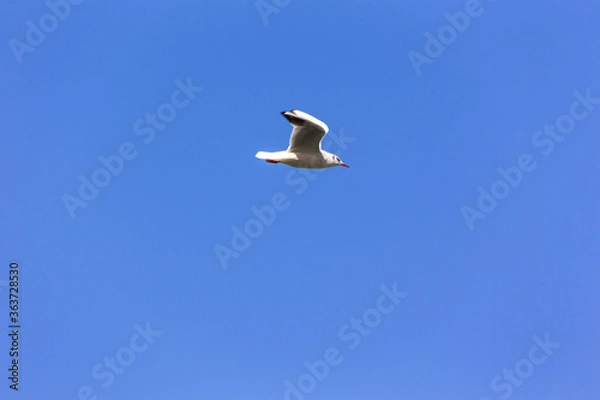 Fototapeta 日本、横浜山下公園のカモメ