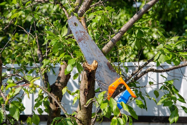 Fototapeta saw in a tree, pruning