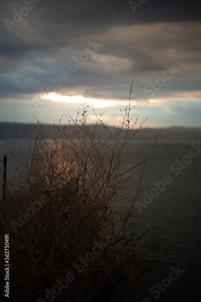 Obraz Sunset over shrub