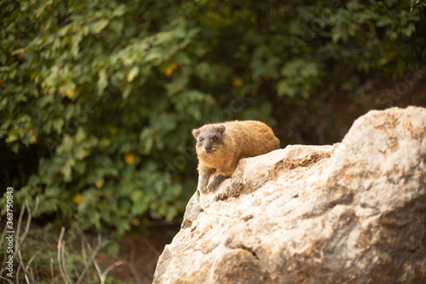 Obraz marmot 2