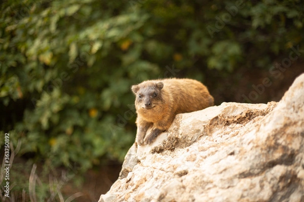Obraz marmot 3