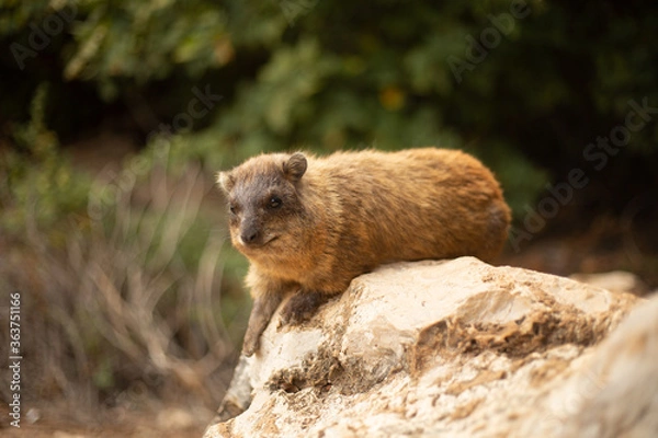 Obraz marmot 4