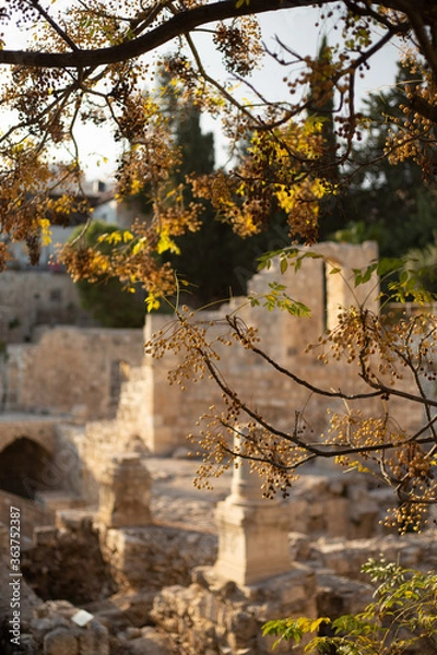 Obraz Tree over ruins