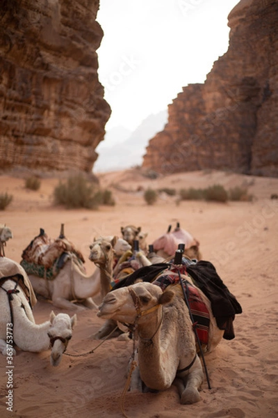 Obraz Wadi rum camels