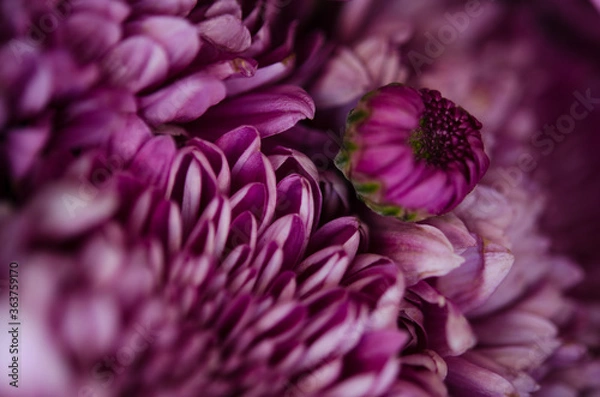 Obraz Purple floral texture