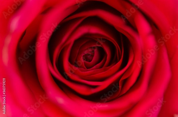 Fototapeta Red rose