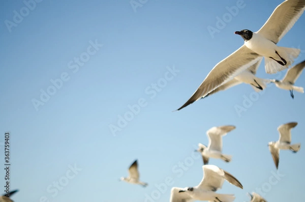 Obraz Seagull flying