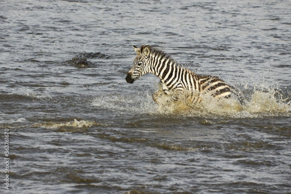 Fototapeta Young Burchell's (common or plains) zebra crossing crocodile-infested Mara River, Masai Mara Game Reserve, Kenya