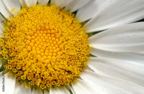 Fototapeta Close up of Camomile