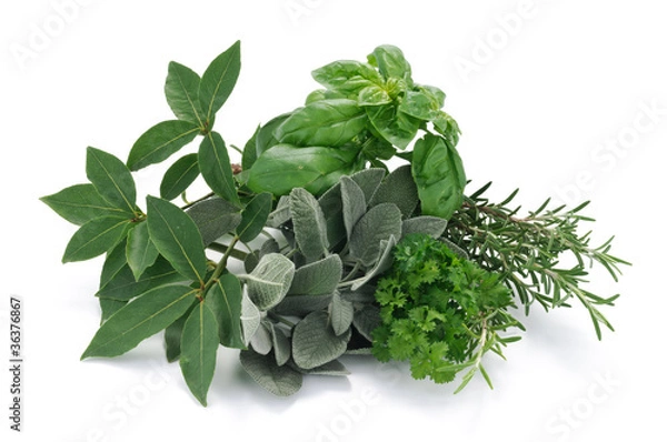 Obraz Erbe aromatiche