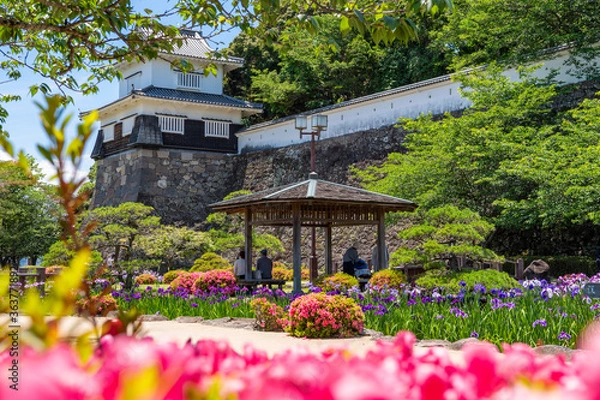 Fototapeta 大村公園の花菖蒲　長崎県大村市の風景