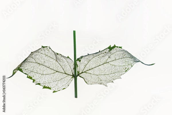 Obraz a leaf with skeleton 