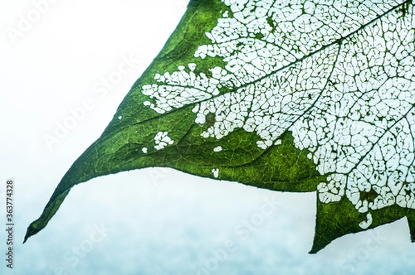 Obraz a leaf with skeleton 