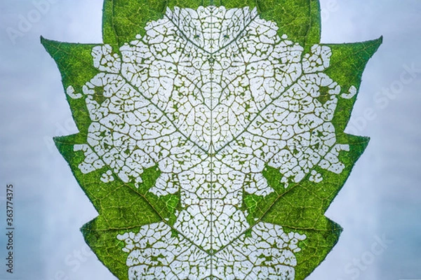 Obraz a leaf with skeleton 