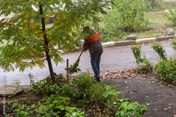 Fototapeta autumn landscape. the janitor removes fallen autumn leaves