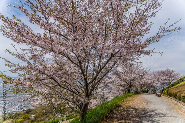 Fototapeta 和歌山県紀の川市百合山の桜