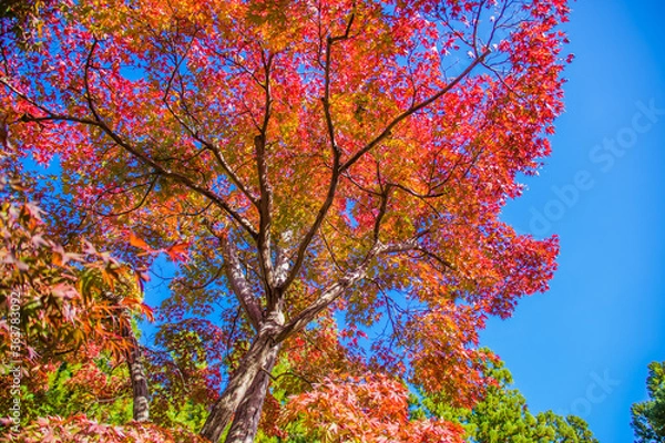 Fototapeta 紅葉と青空　けいはんな記念公園