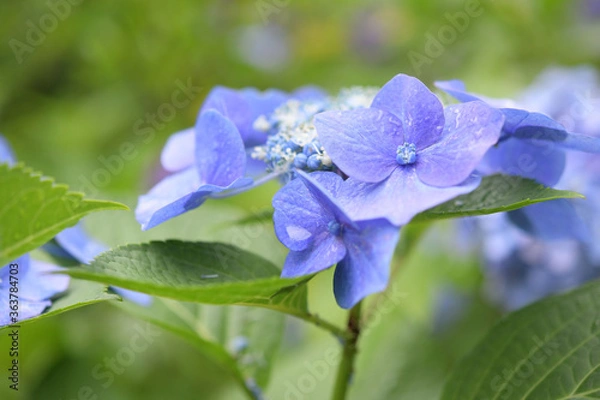 Fototapeta あじさいの花