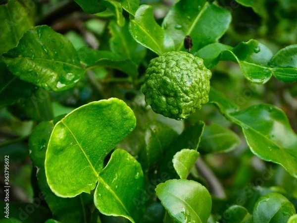 Obraz Fresh bergamot fruits on the tree. Can be used for cooking.     