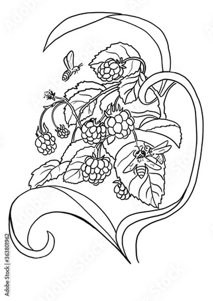 Obraz Raspberry composition. Graphic illustration. Coloring page 