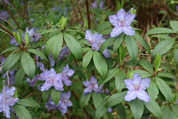 Obraz Rhododendon augustinii