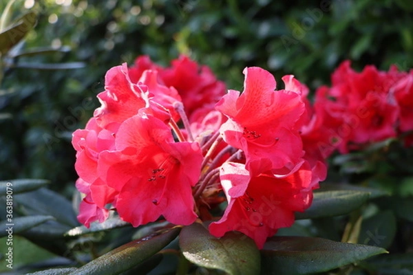 Obraz Rhododendron x 'Melville' 