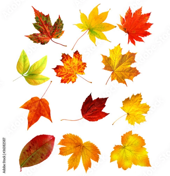 Fototapeta big collection beautiful colourful autumn leaves isolated on whi