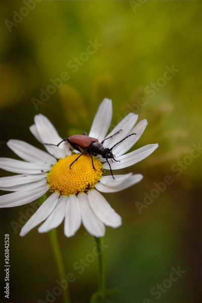 Fototapeta bug on a flower