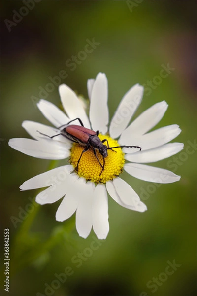 Fototapeta bug on a flower