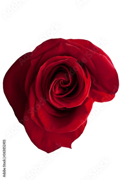 Fototapeta Intense red rose on white isolated background