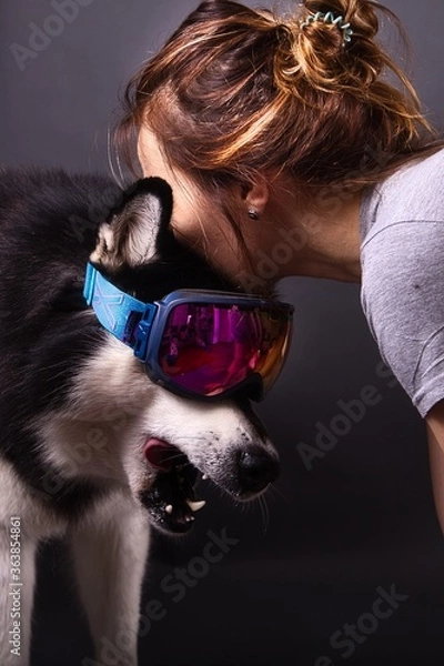 Fototapeta Alaskan Malamute