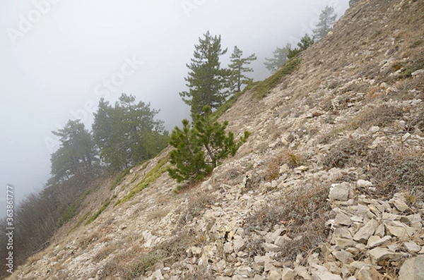 Fototapeta Wild cornerstones and dry grass on a mountainside. The southern slope of the Ai-Petri plateau in foggy weather in January, Crimea, Yalta region. Selective focus in the foreground.