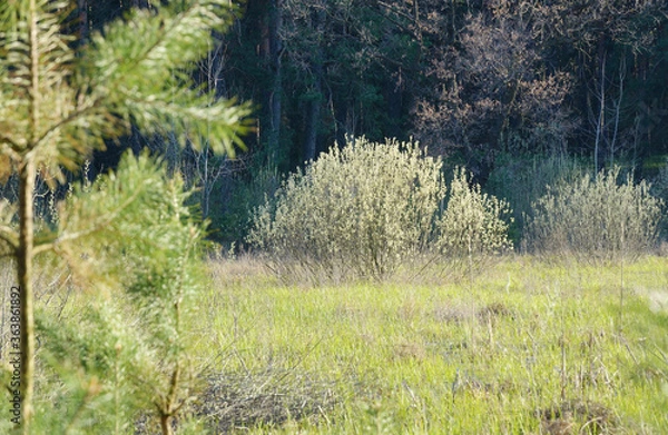 Fototapeta Flowering fluffy willow bush at a bright green meadow against a dark wild forest in spring season in April. Pine branches in the blurred foreground.