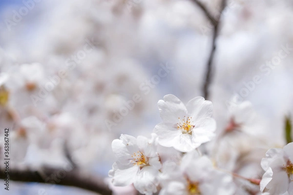 Fototapeta 桜