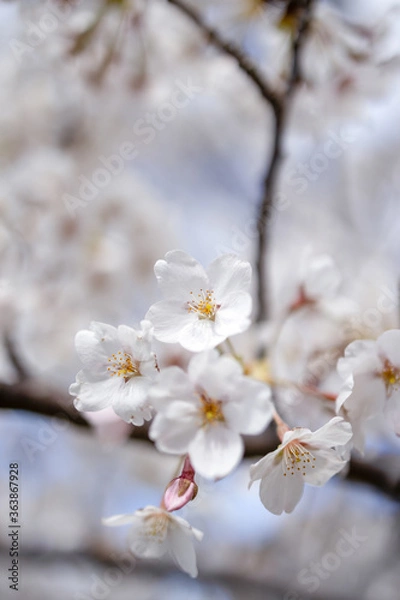 Fototapeta 桜