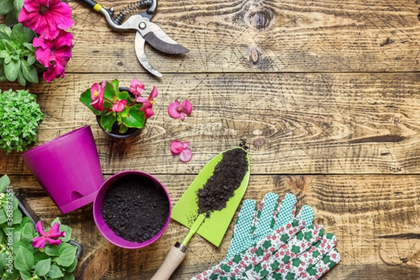 Obraz Composition with flowers and gardening tools