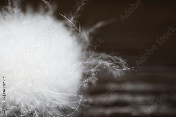 Fototapeta ふわふわな毛玉のアップ