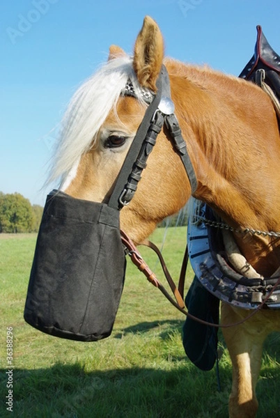 Fototapeta Futterpause