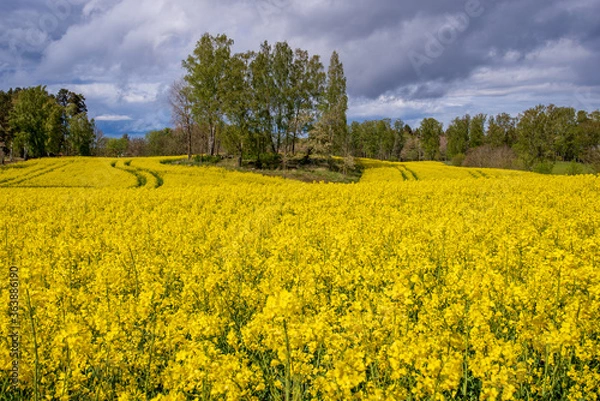 Fototapeta rapeseed field in spring