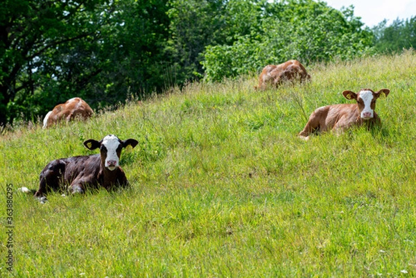 Fototapeta cows in the meadow