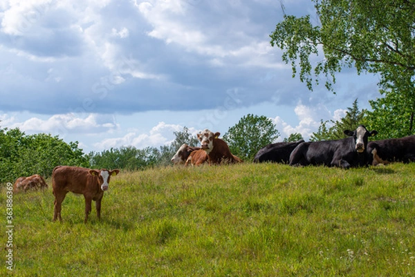 Fototapeta Cows in the field